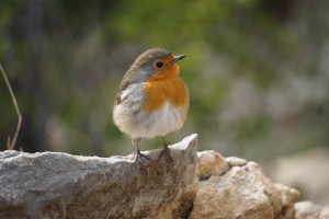 Bird in Marseille